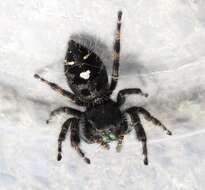 Phidippus audax (Hentz 1845) resmi