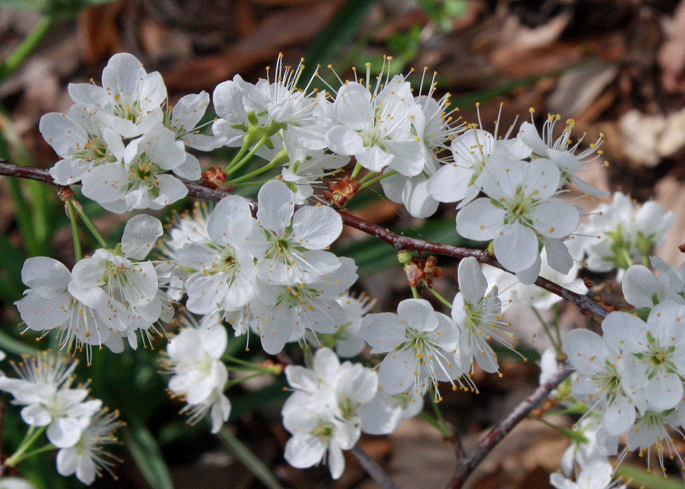 Image de Prunus umbellata Ell.