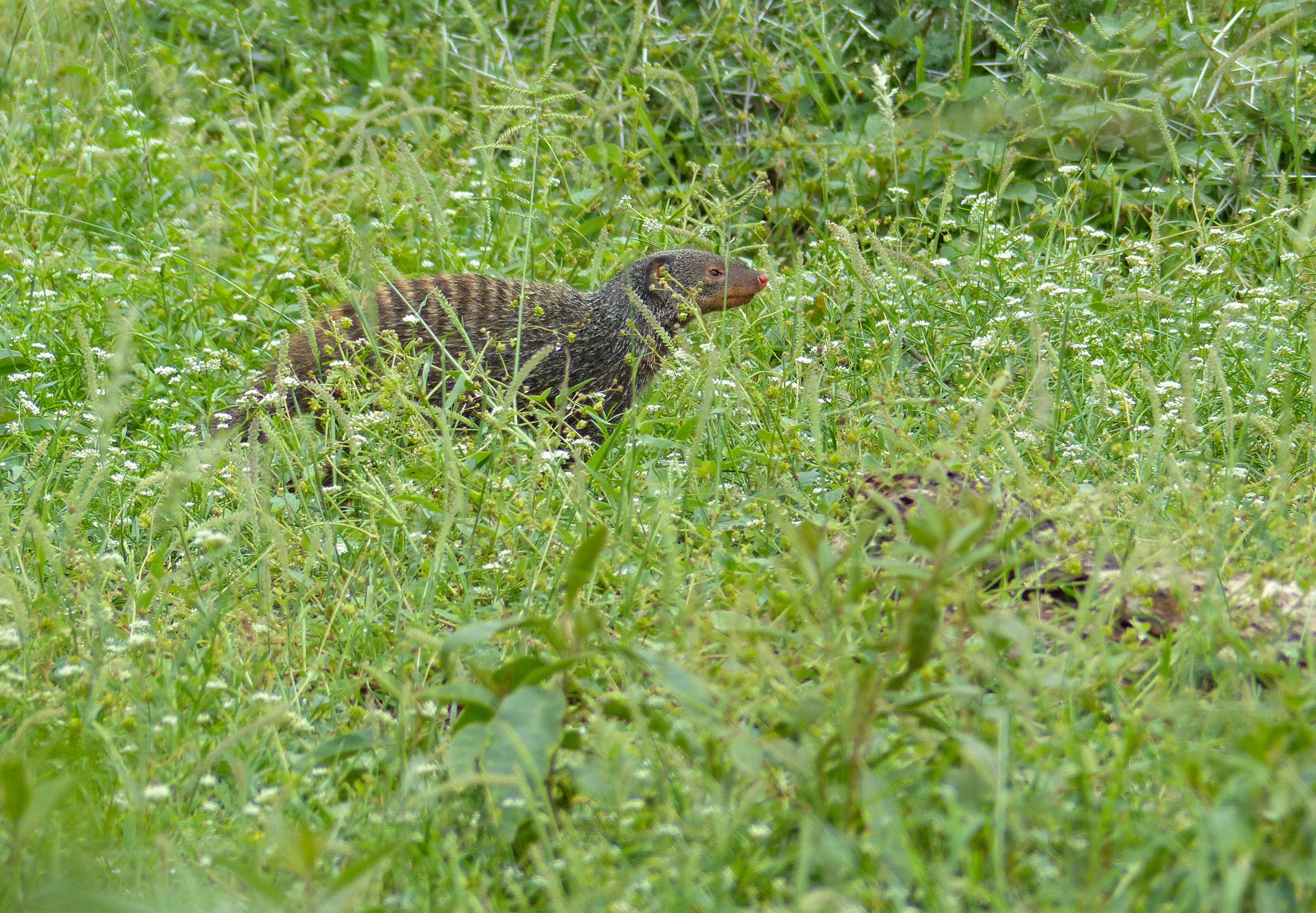 Image of Banded mongooses