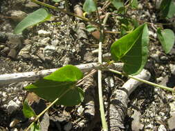 Image of Mirabilis albida (Walt.) Heimerl