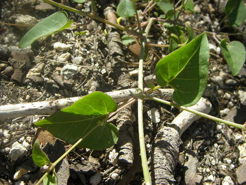 Image of Mirabilis albida (Walt.) Heimerl