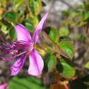 Comolia ovalifolia (DC.) Triana的圖片