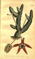 Image of Ceropegia penduliflora (Sweet) Bruyns