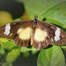 Image de Acraea esebria Hewitson 1861