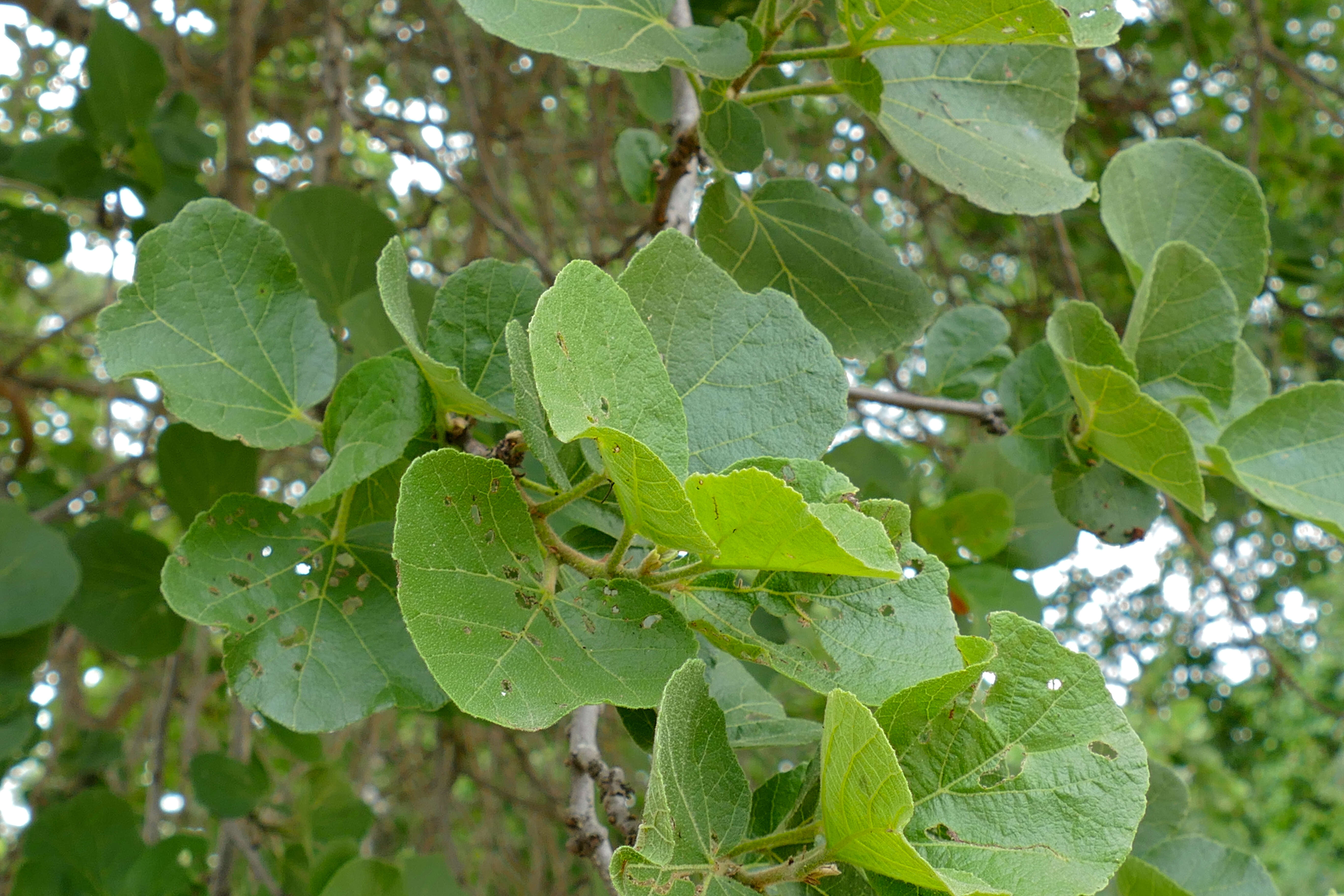 Image of Dombeya