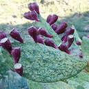 Image of Opuntia ficus-indica variegata