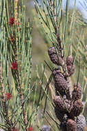 Image of Allocasuarina monilifera (L. A. S. Johnson) L. A. S. Johnson