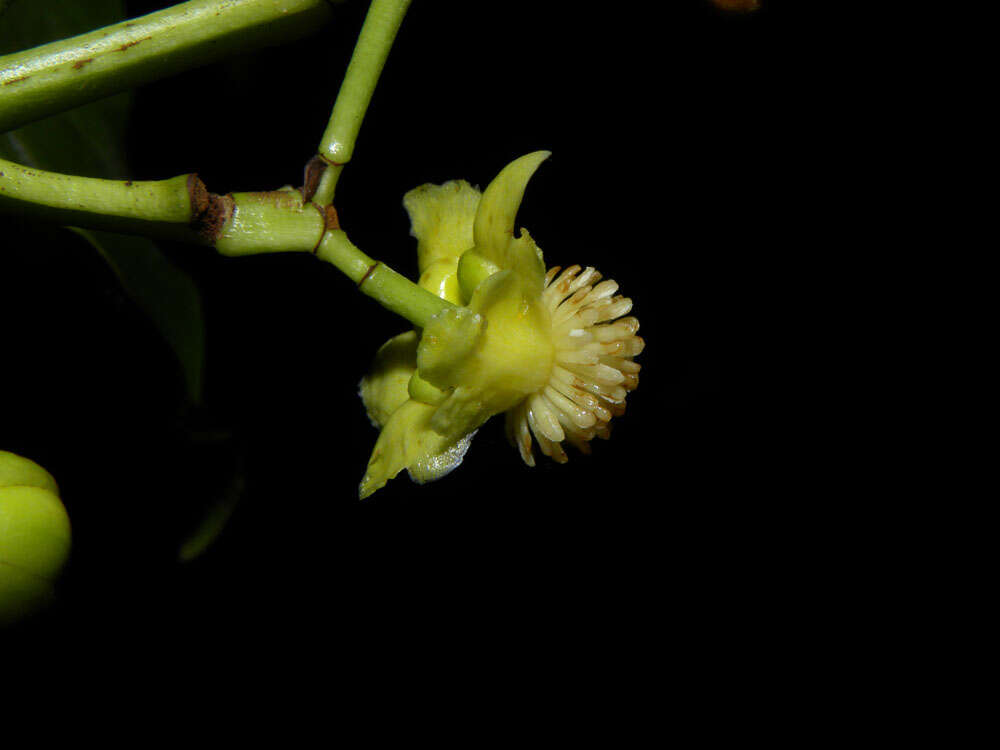 Image de Tovomita longifolia (L. C. Rich.) Hochr.