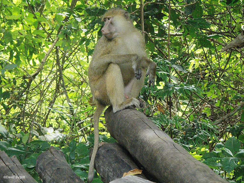 Image of Yellow Baboon