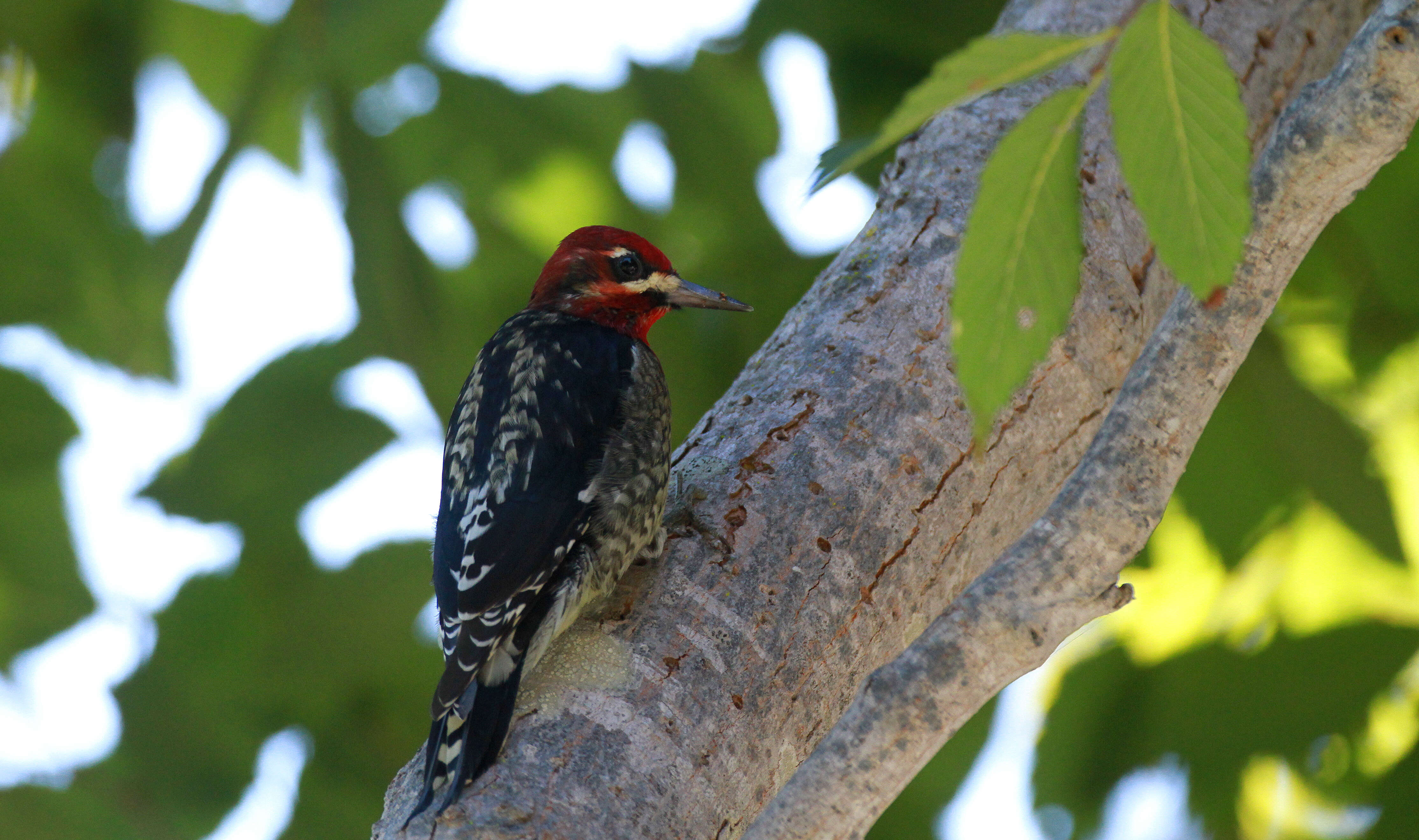 Image of Red-breasted Sapsucker