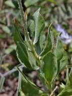 Image de Lupinus velutinus Benth.