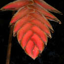 Image of Heliconia danielsiana W. J. Kress