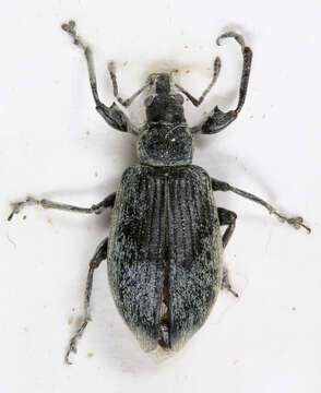 Image of Silver Green Leaf Weevil