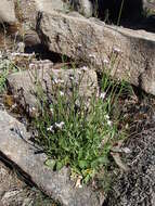 Image of Cardamine tryssa I. Thomps.