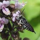 Imagem de Coelioxys albolineata Cockerell 1905