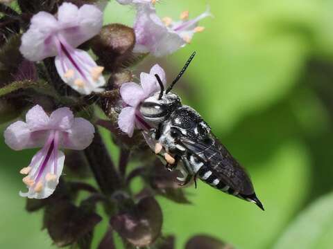 Image de Coelioxys albolineata Cockerell 1905