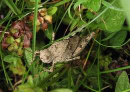 Image of Carolina Grasshopper