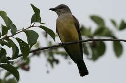 Image of Kingbird