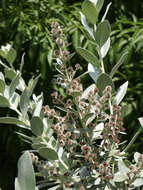 Image of mangrove