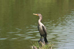 Image of Phalacrocorax Brisson 1760