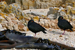 Image of oystercatchers