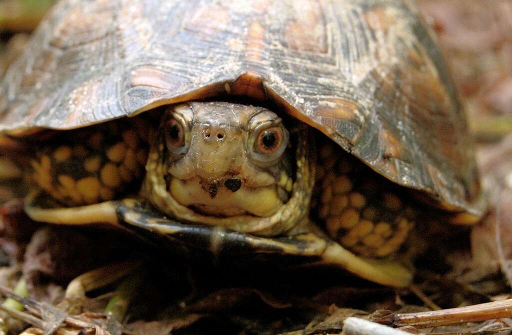 Image of box turtle