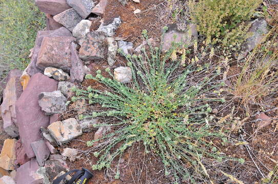 Image of Telephium imperati subsp. imperati