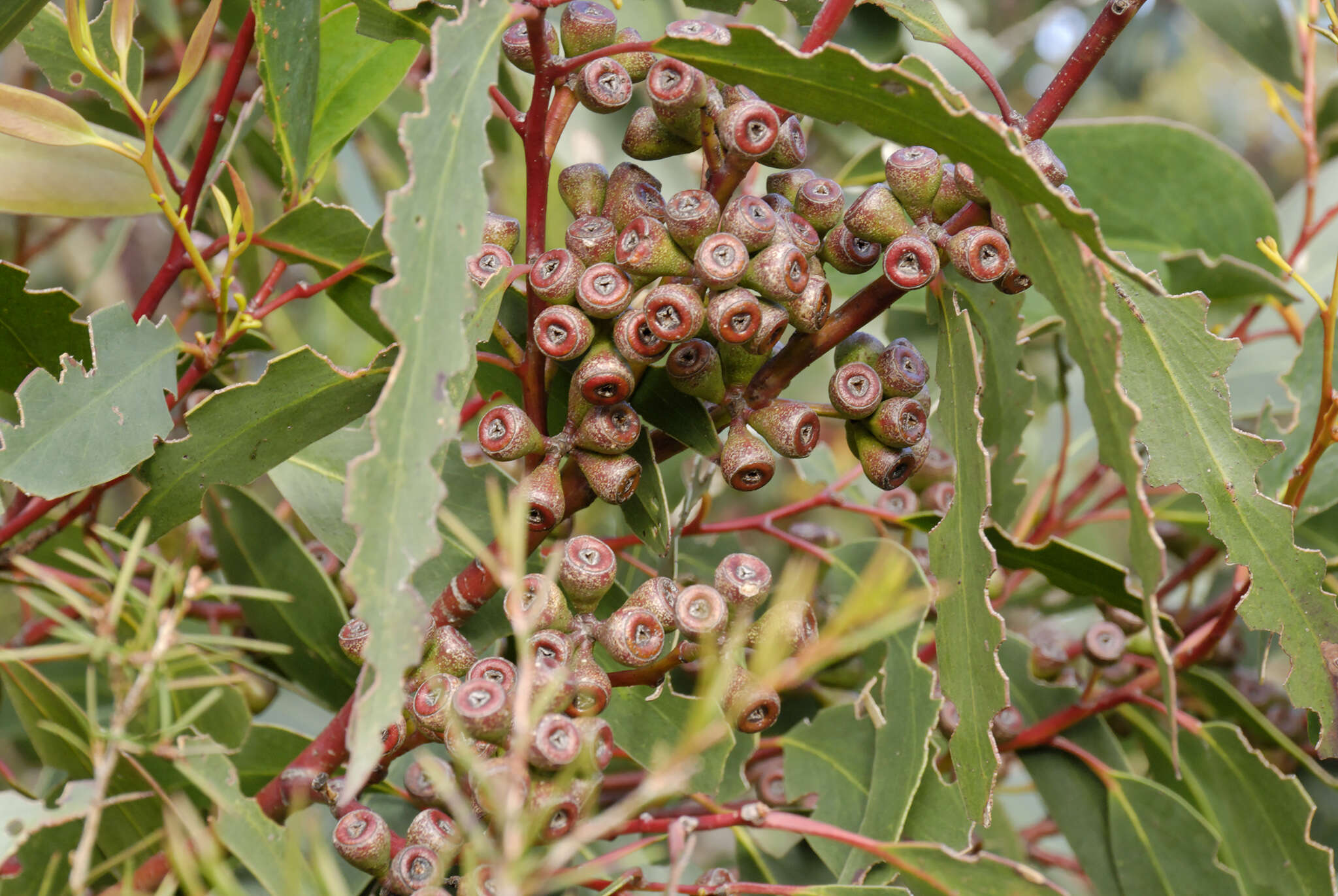 Image of silvertop-ash