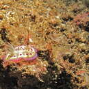 Image of Purple spot skirt lifter slug