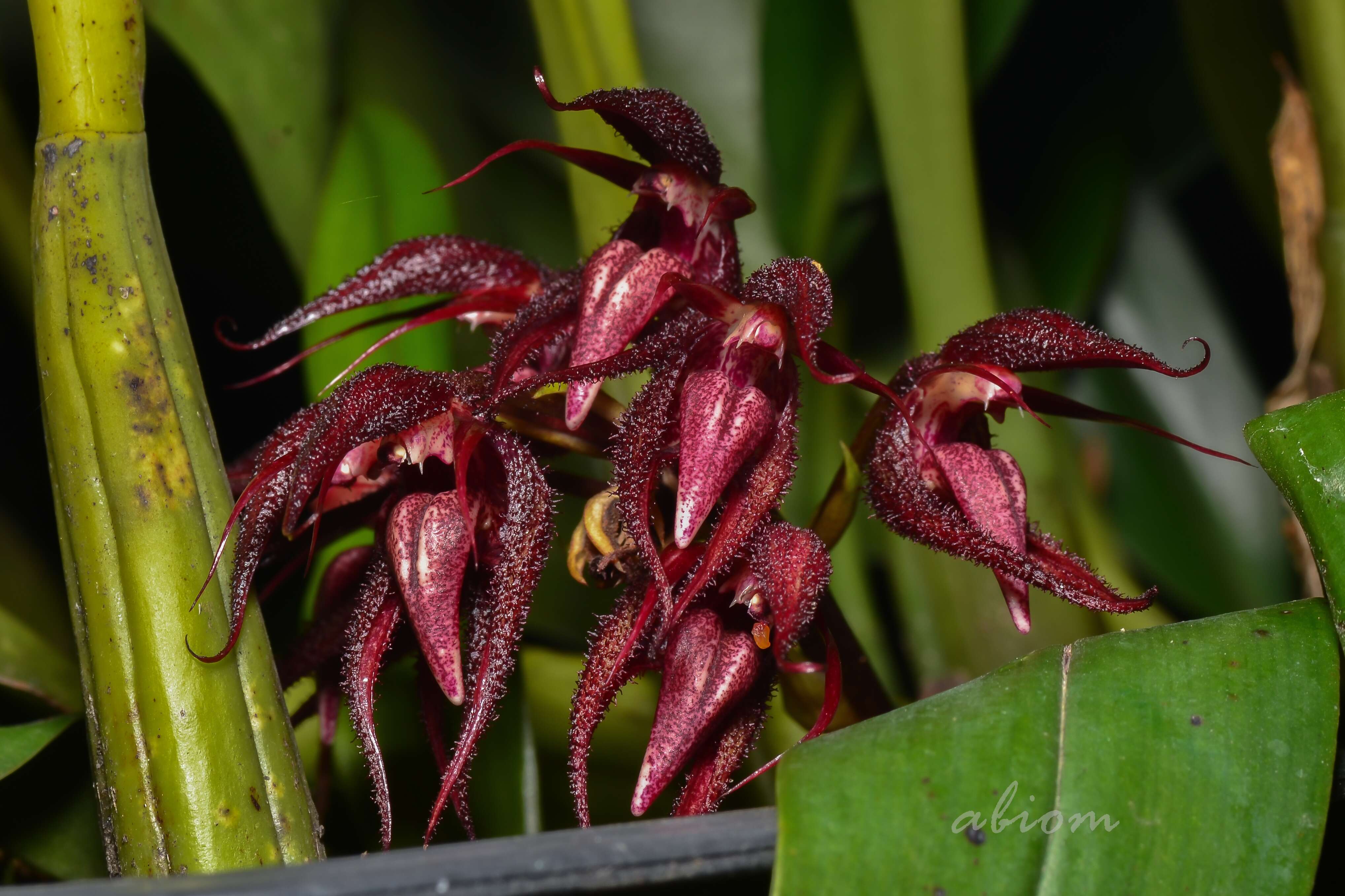 Imagem de Bulbophyllum lasianthum Lindl.