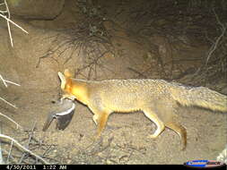 Image of Grey Foxes