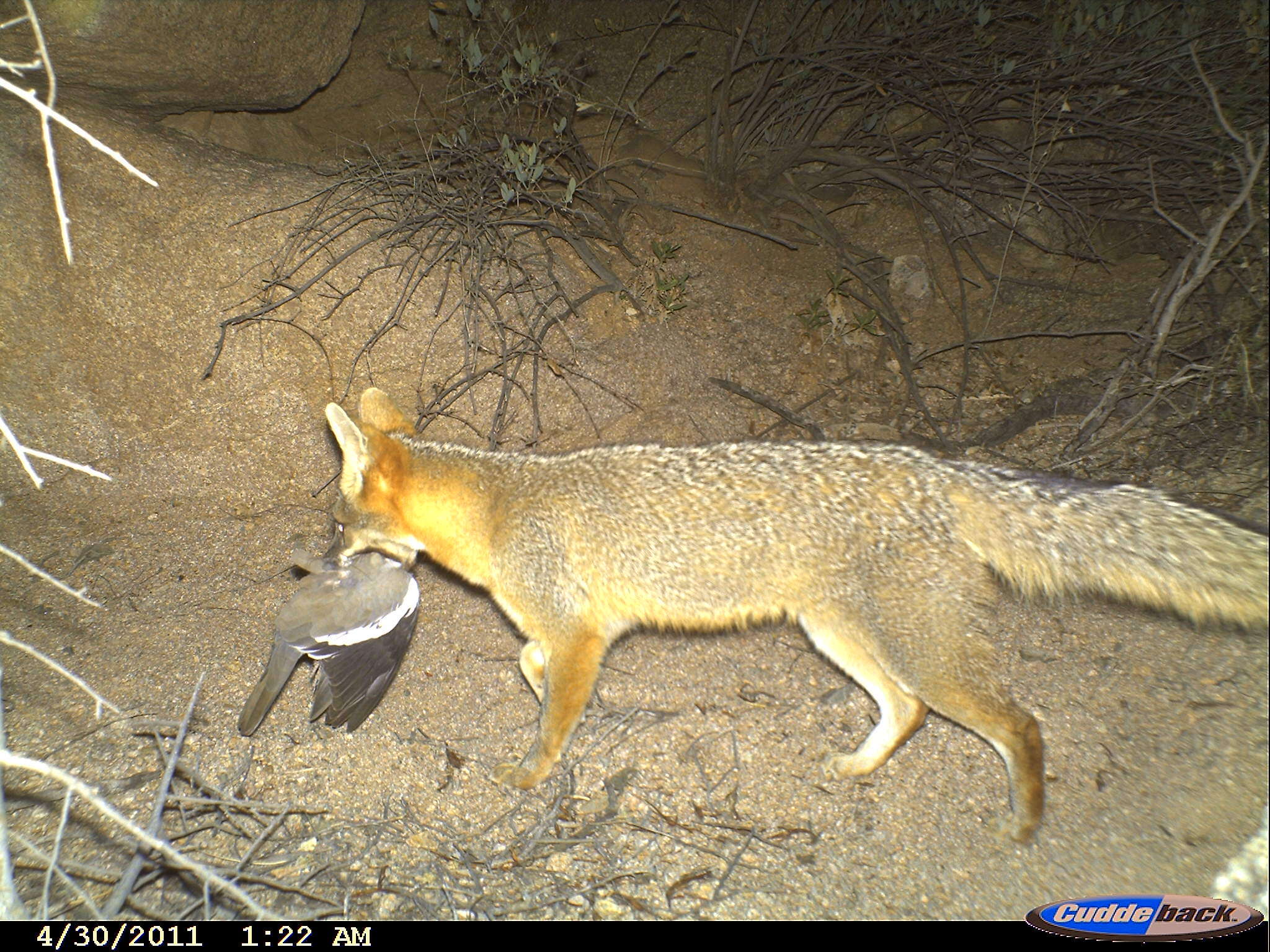 Image of Grey Foxes