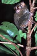 Image of tarsier