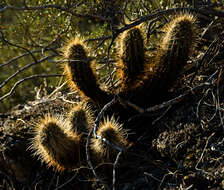 Image de Cylindropuntia bigelovii (Engelm.) F. M. Knuth