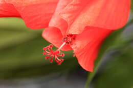 Image of wax mallow