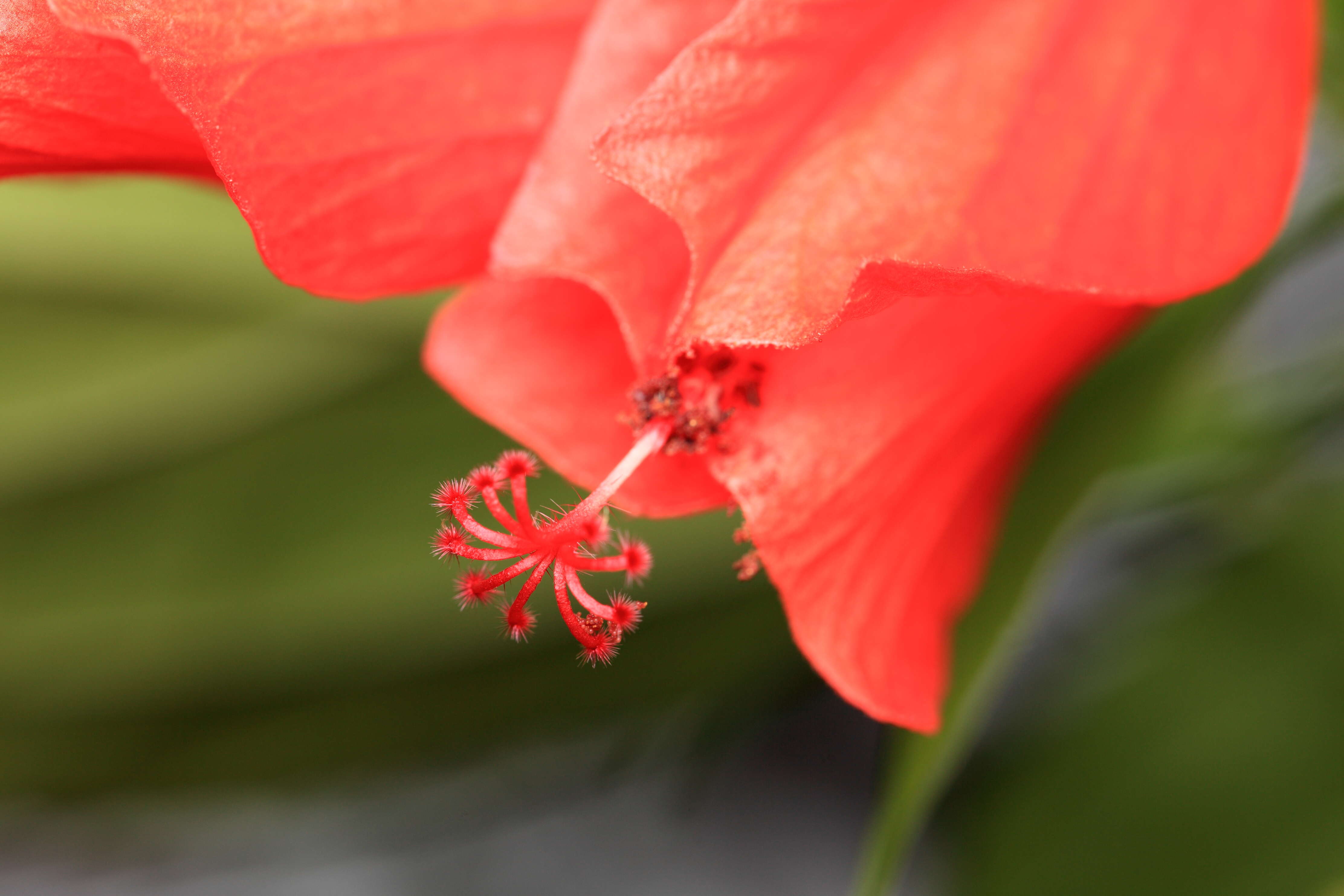 Image of wax mallow