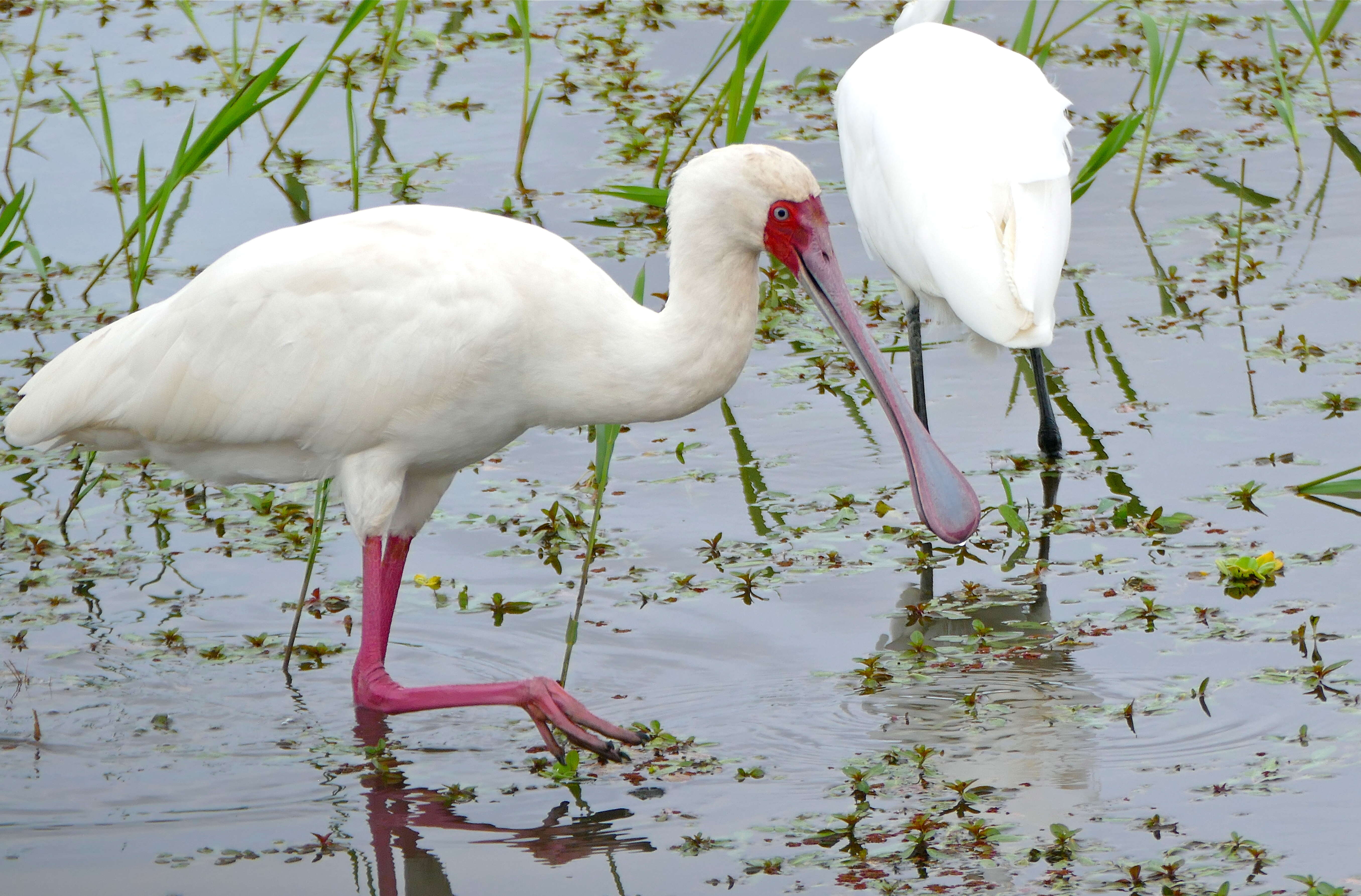 Image of Platalea Linnaeus 1758