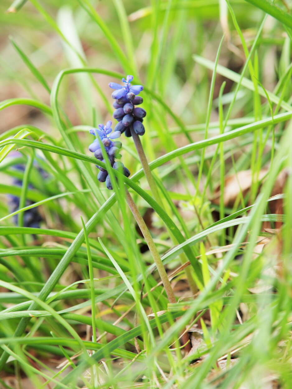 Image of starch grape hyacinth