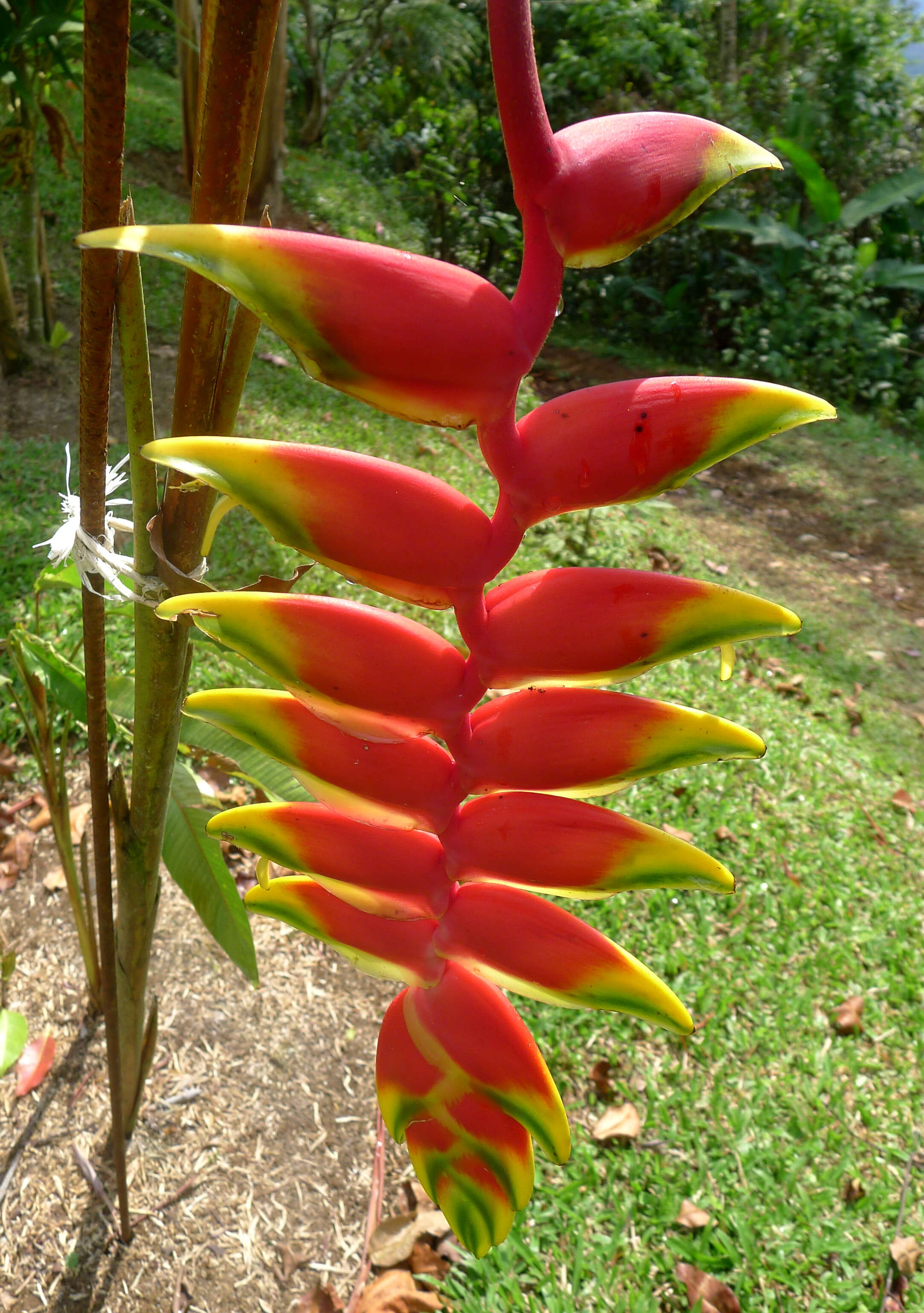 Image of false bird of paradise