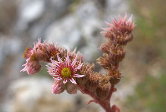 Image of Cobweb Houseleek