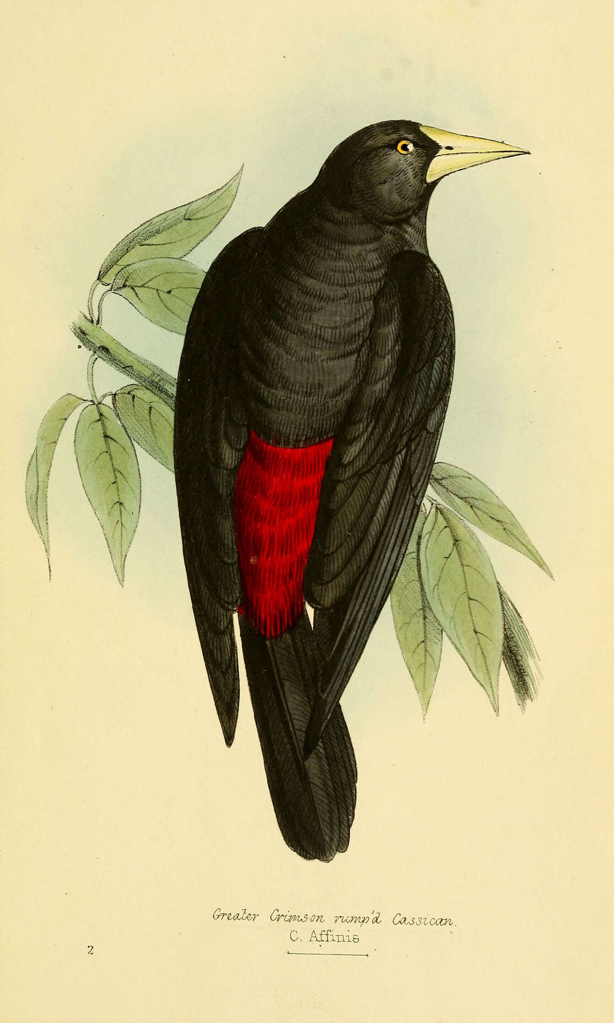 Image of Cacicus Lacépède 1799