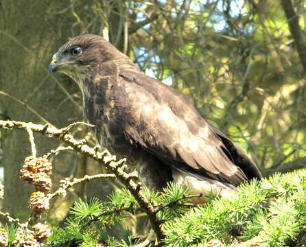 Image of Common Buzzard