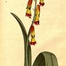 Image of Cape Cowslip