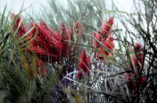 Imagem de Hakea bucculenta C. A. Gardner