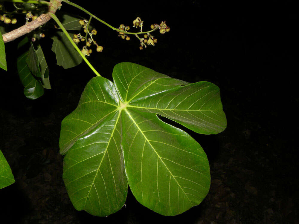 Image of Panama tree