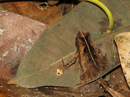 Image of beaked toads