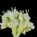 Image of Eriogonum nudum var. psychicola Reveal