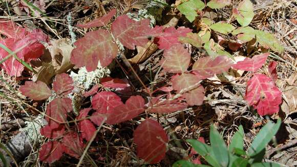 Image of poison oak