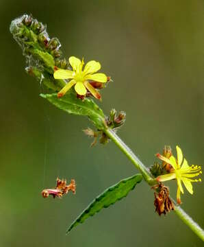 Imagem de Triumfetta rhomboidea Jacq.