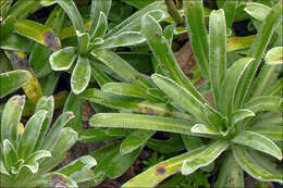 Imagem de Saxifraga hostii subsp. hostii